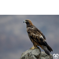 گونه عقاب طلایی Golden Eagle